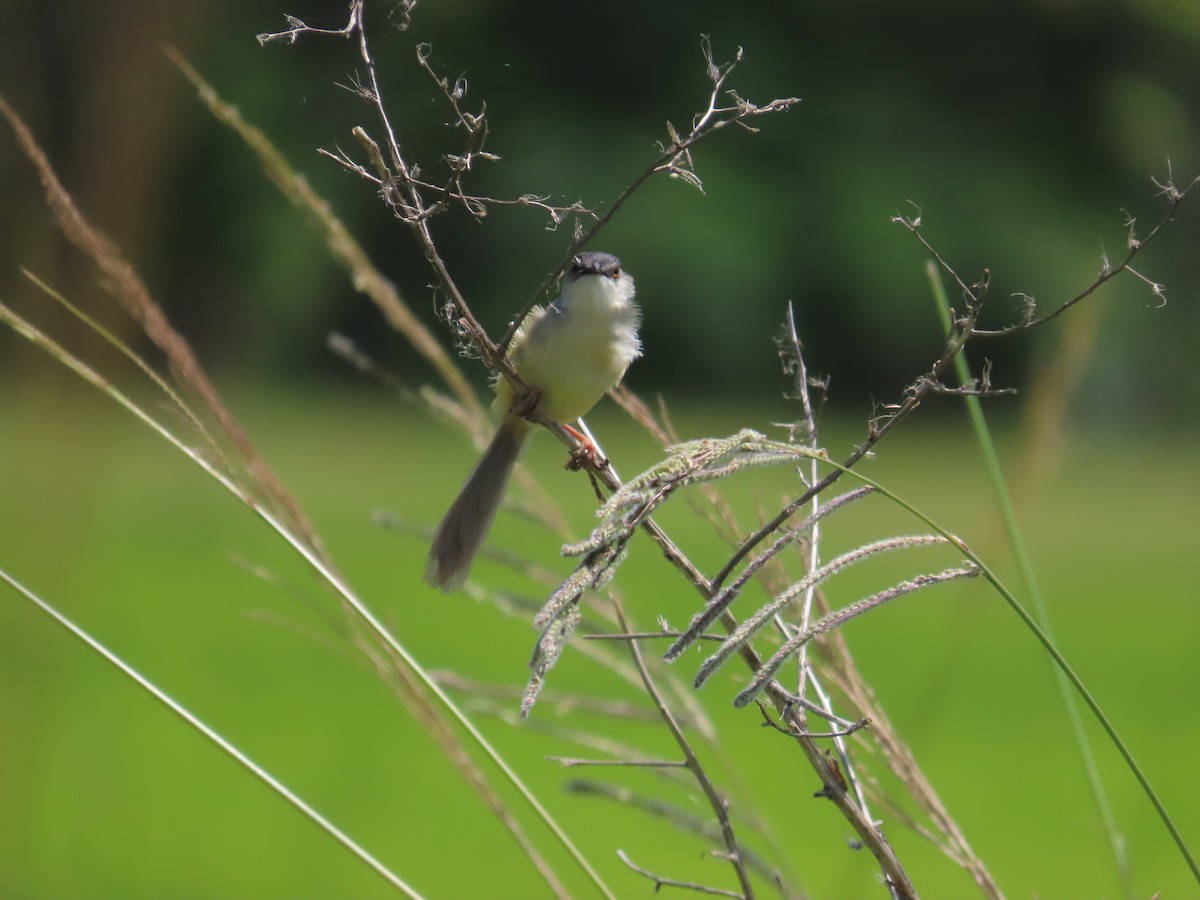 Yellow-bellied Prinia - 韋勳 陳