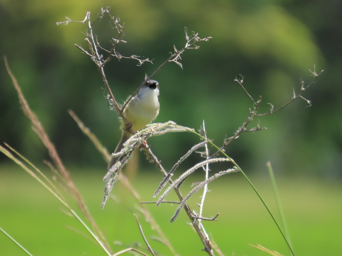 Yellow-bellied Prinia - 韋勳 陳