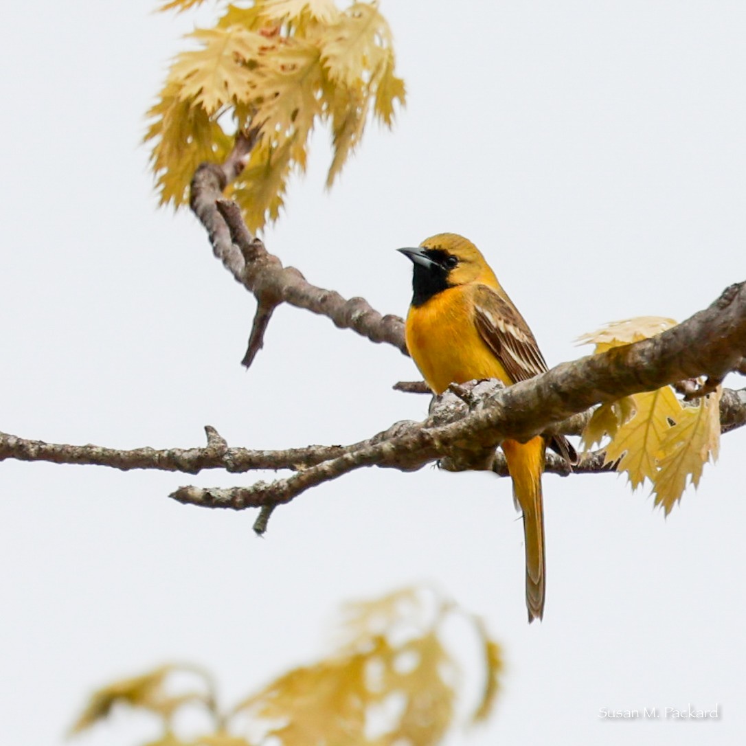 Orchard Oriole - Susan Packard