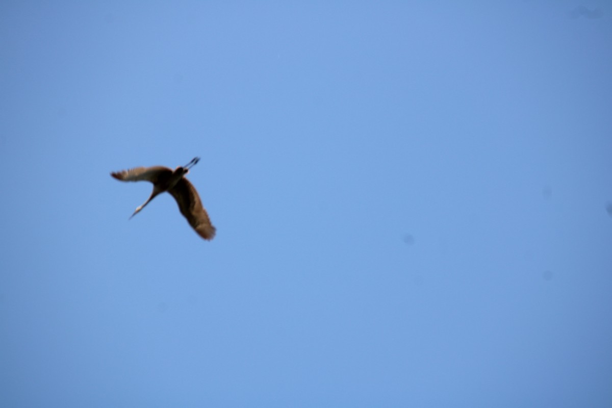 Sandhill Crane - Tess Branklin