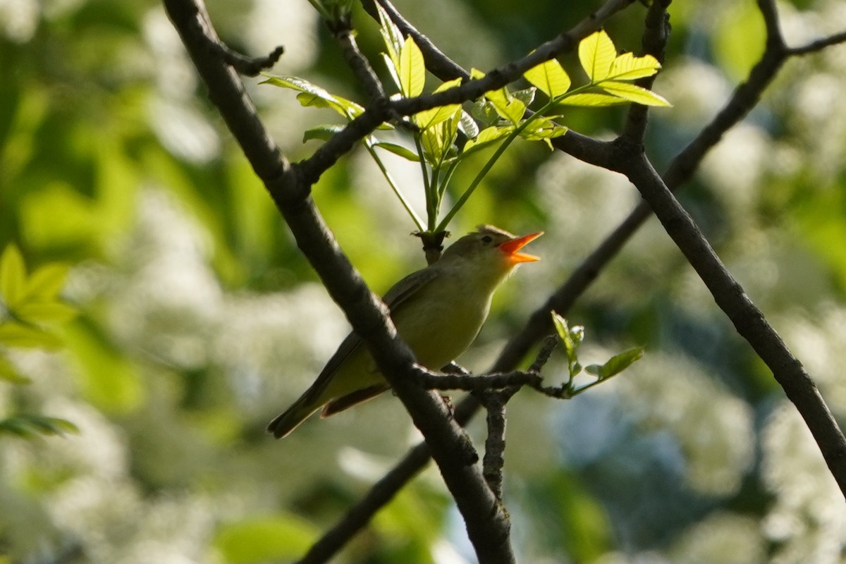 Icterine Warbler - Anna Guliaeva