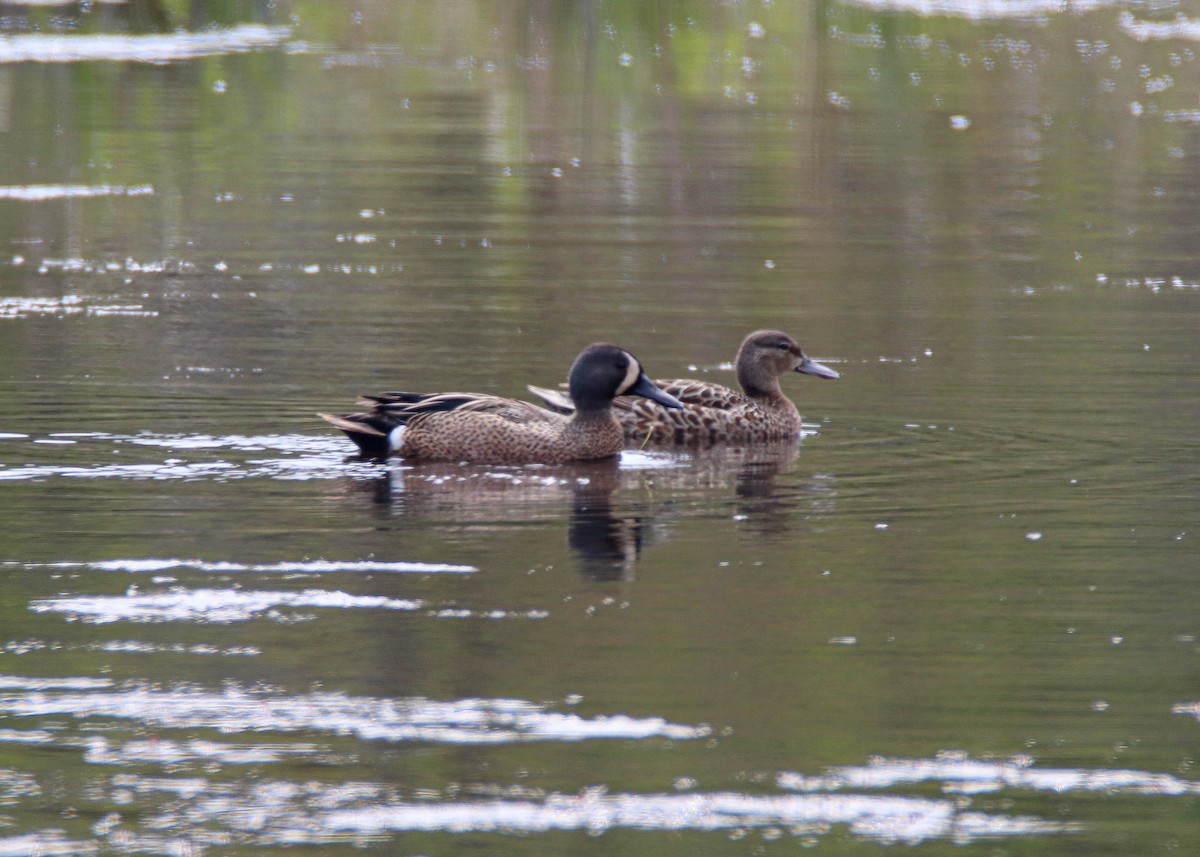 Blue-winged Teal - ML619346941