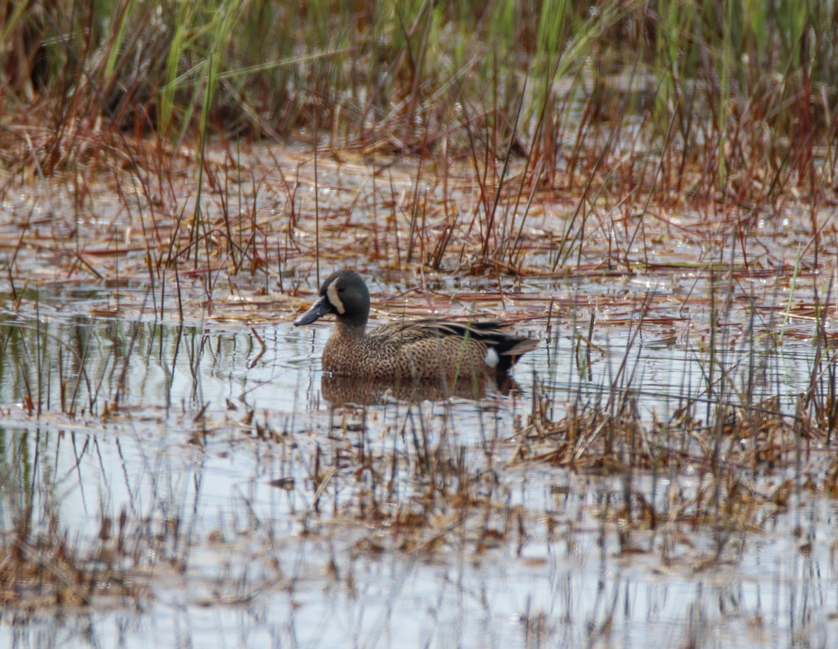 Blue-winged Teal - Zachary Holderby