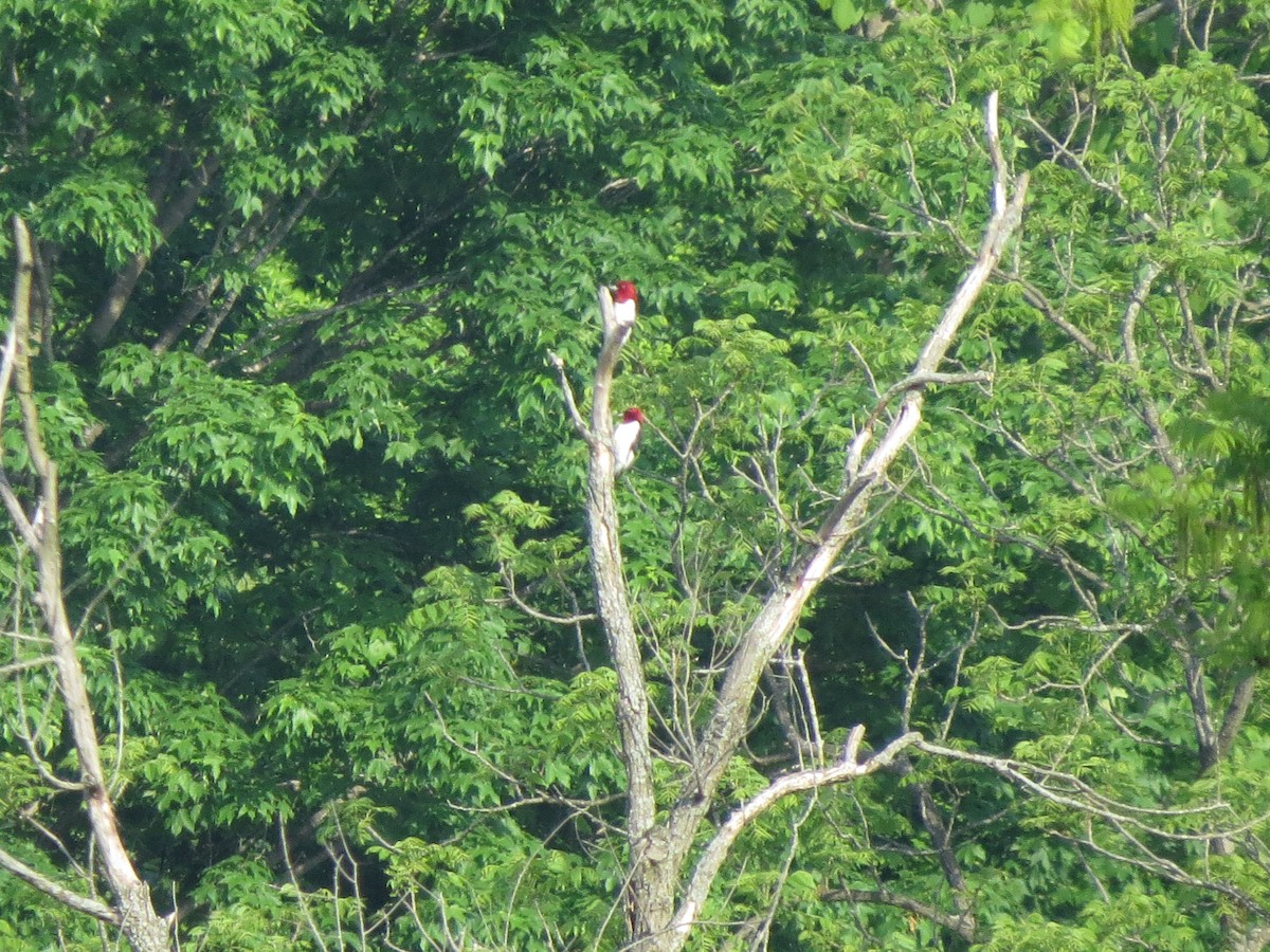 Red-headed Woodpecker - Norka Saldana
