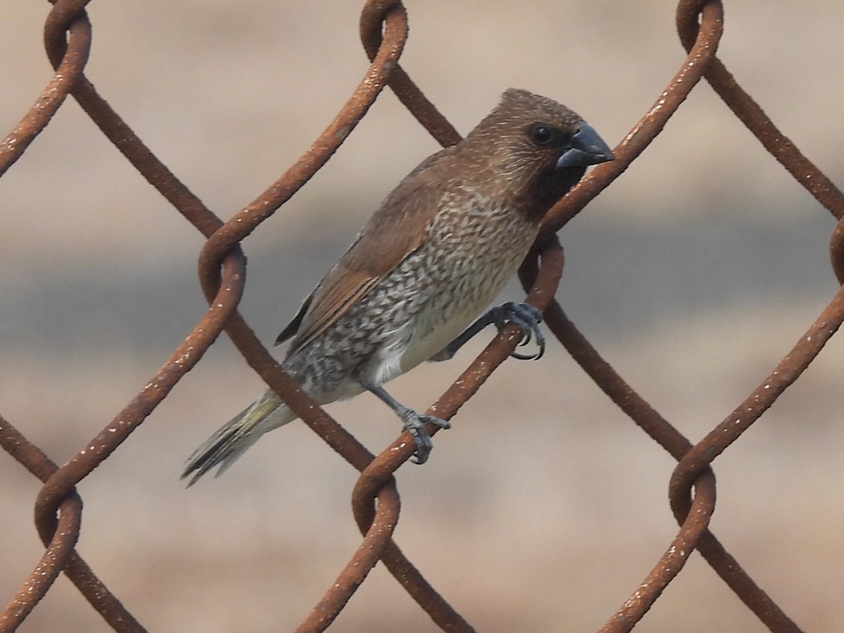 Scaly-breasted Munia (Scaled) - ML619346963