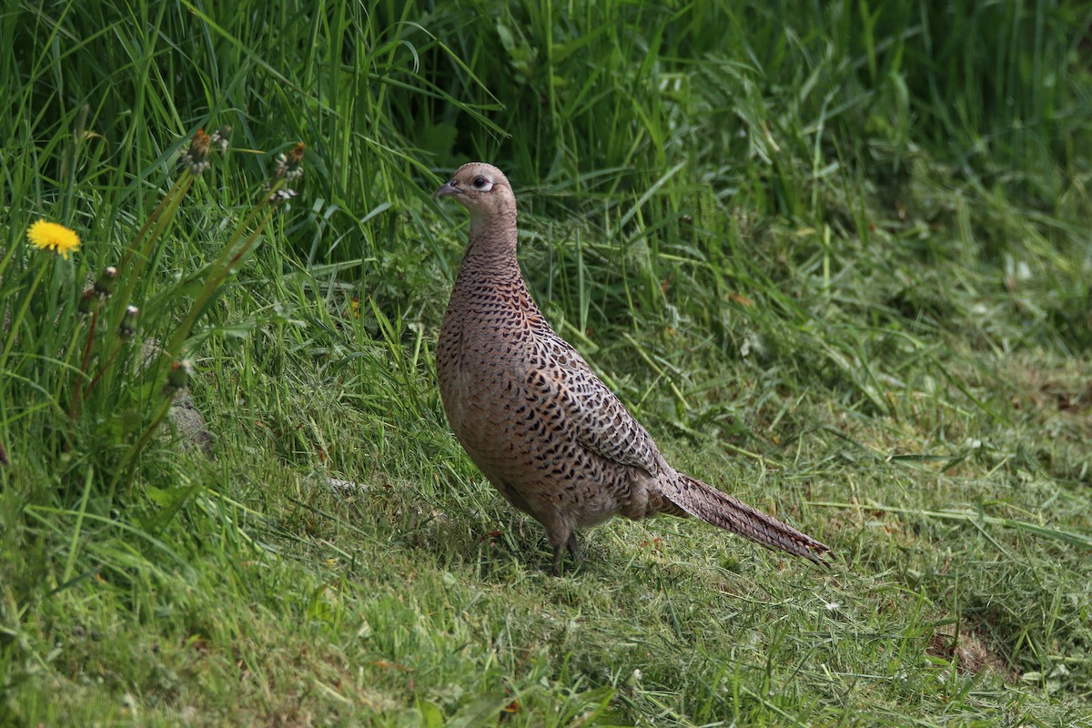 Ring-necked Pheasant - Zachary Holderby