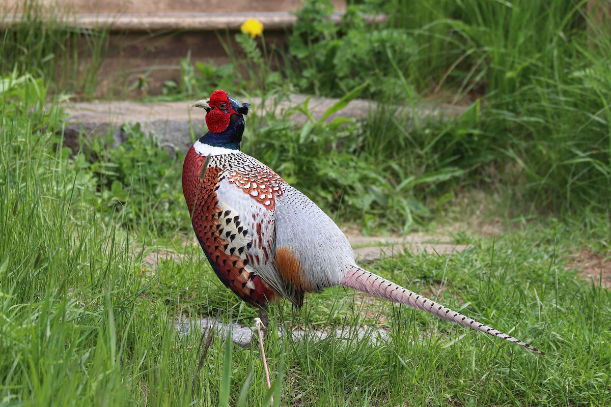 Ring-necked Pheasant - Zachary Holderby