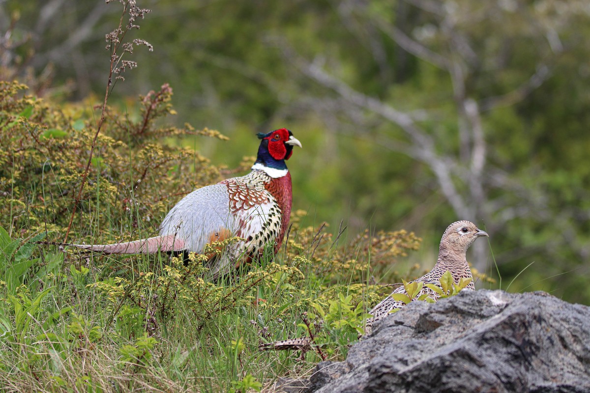 Ring-necked Pheasant - Zachary Holderby