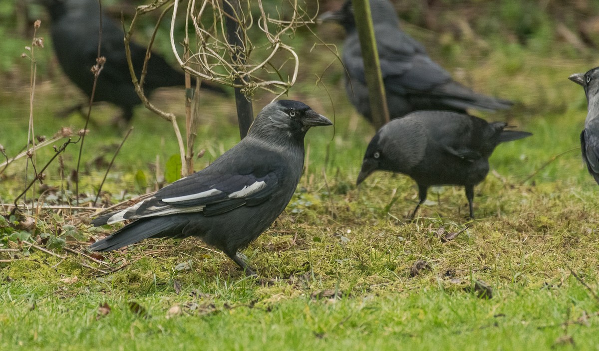 Eurasian Jackdaw - Theo de Clermont