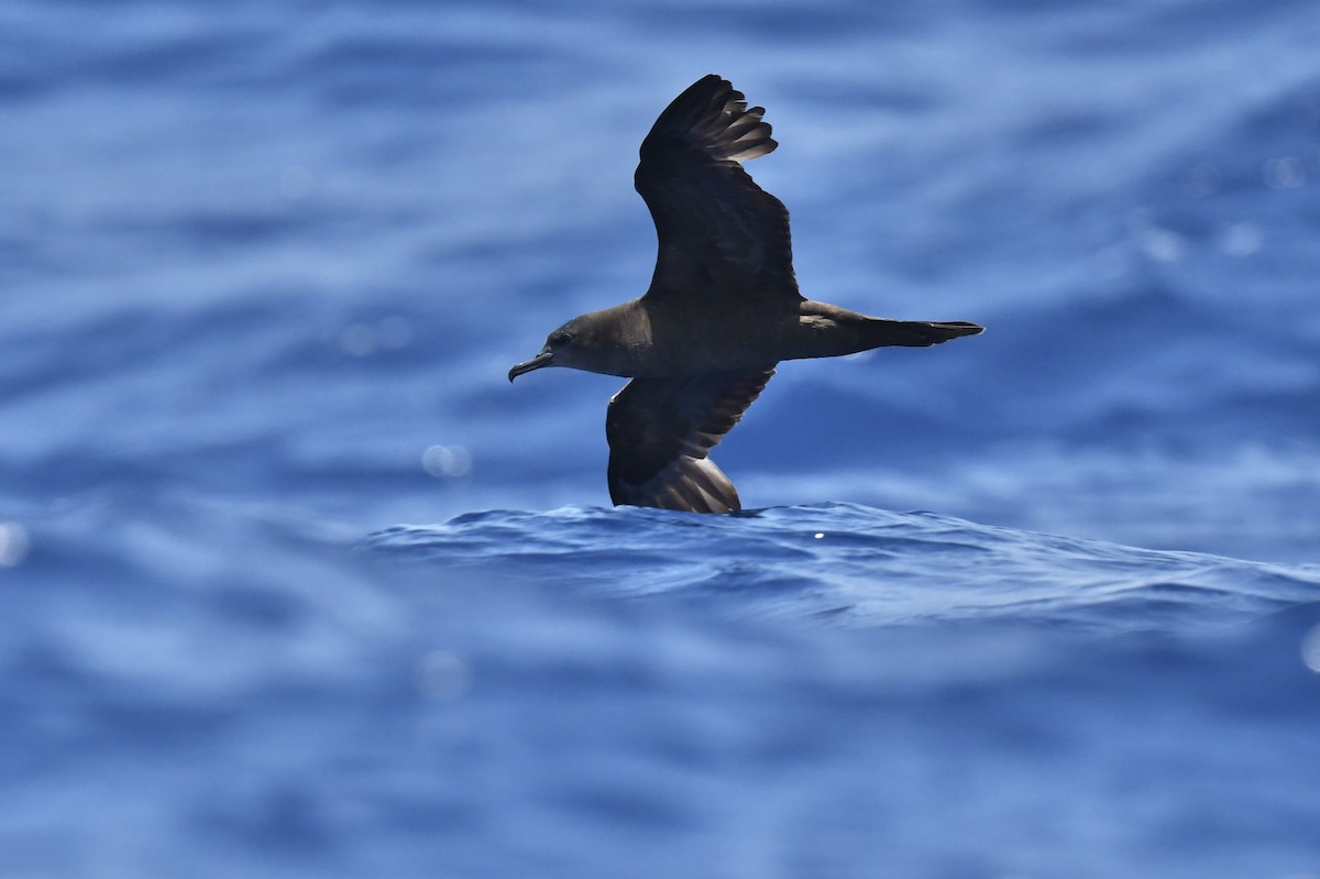 Wedge-tailed Shearwater - Jhih-Wei (志偉) TSAI (蔡)