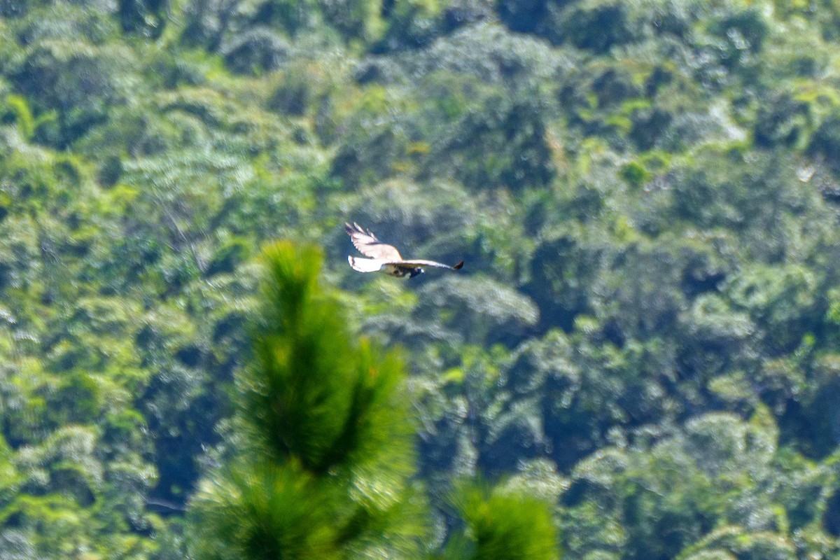 White-tailed Hawk - Aldrey Cruz