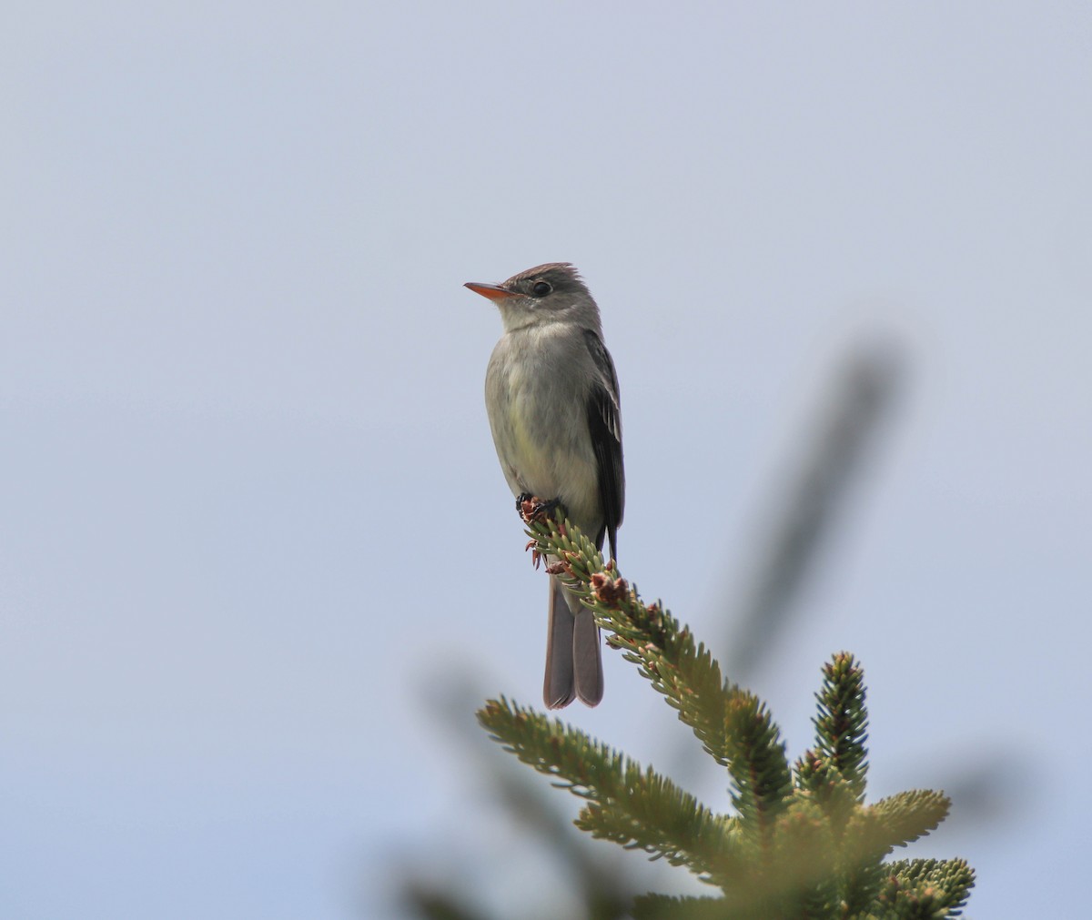 Eastern Wood-Pewee - Zachary Holderby