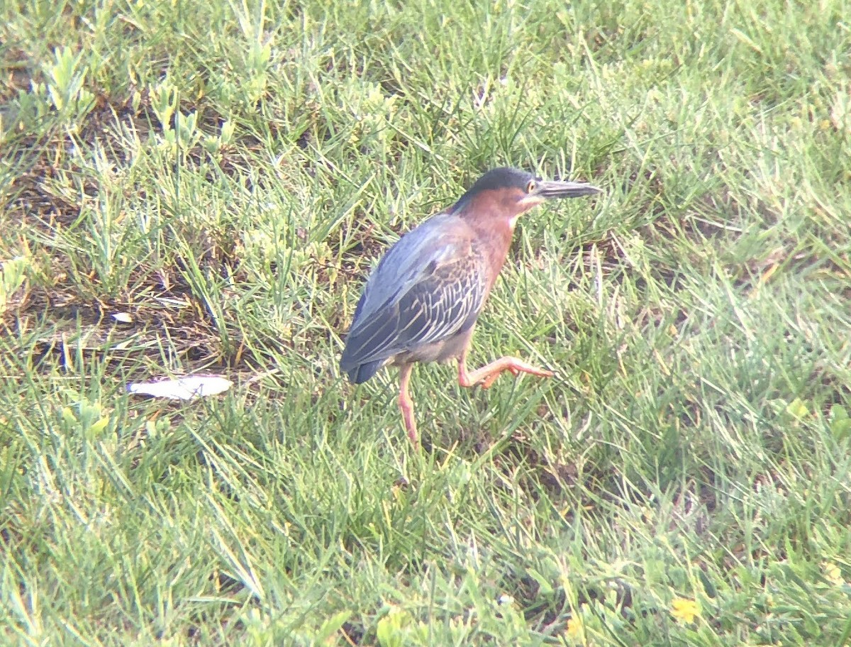 Green Heron - ML619347014