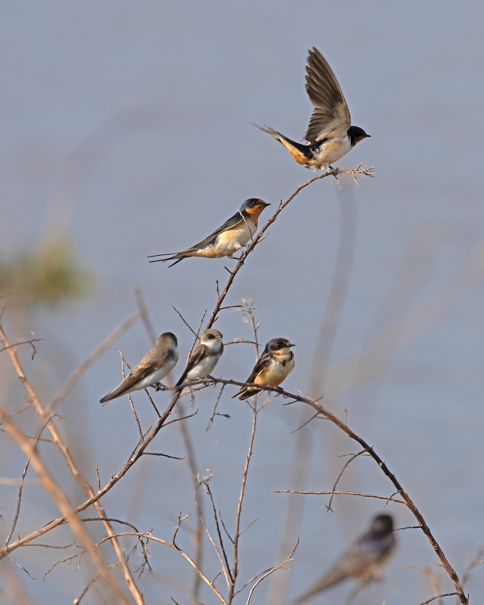 Barn Swallow - M. M. Schaefer