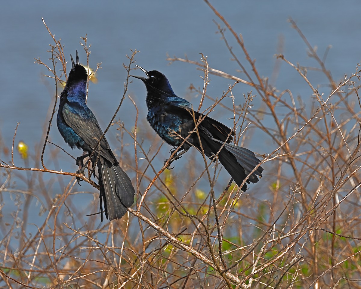 Boat-tailed Grackle - ML619347030