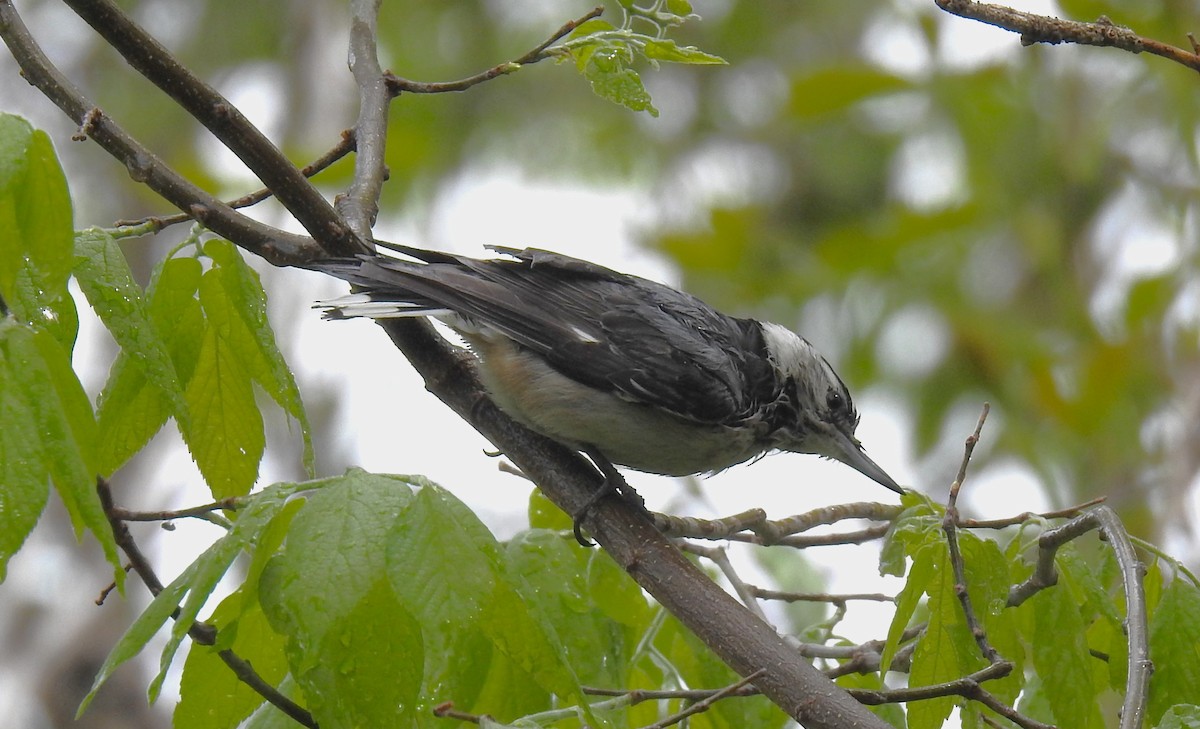White-breasted Nuthatch - Les Gunderson