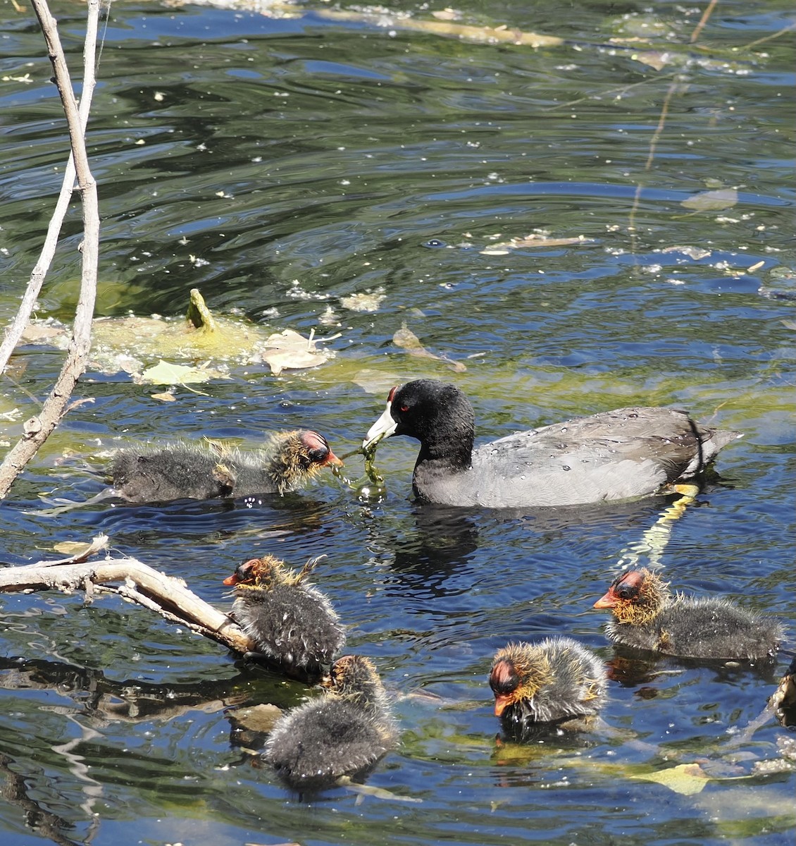 American Coot - Chuck Crunkleton