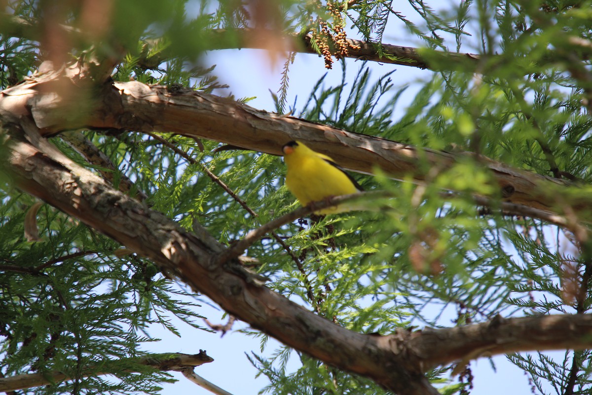 American Goldfinch - Tess Branklin