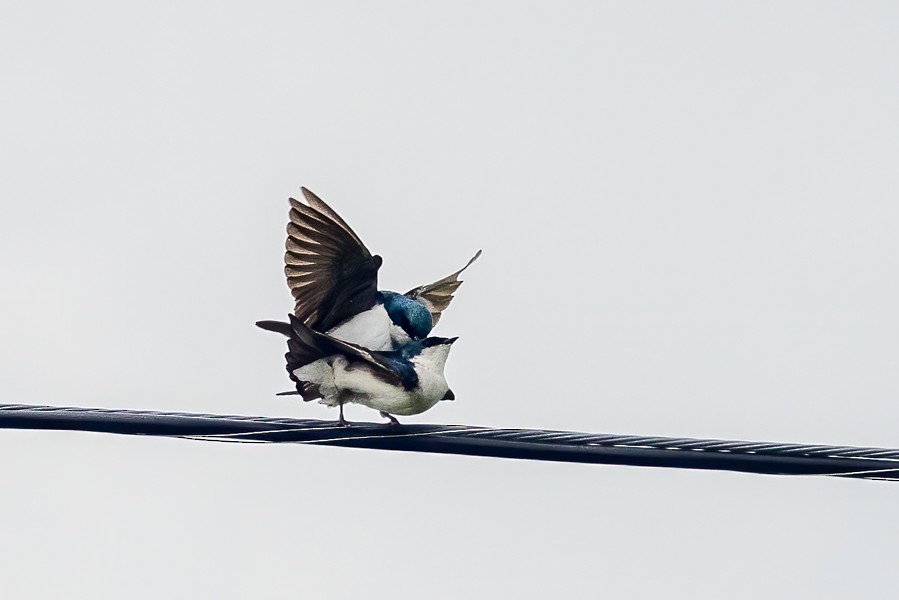 Tree Swallow - Greg Bodker