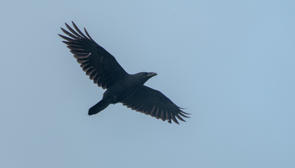 Common Raven - Theo de Clermont
