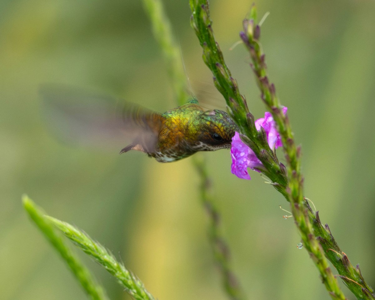 Black-crested Coquette - Rich and Lynne Glassford