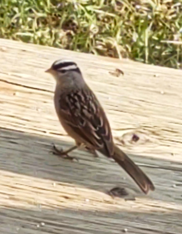 White-crowned Sparrow - Laureen Gilbrook