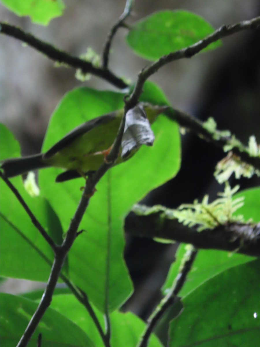 Golden-crowned Warbler - Randy Lynch