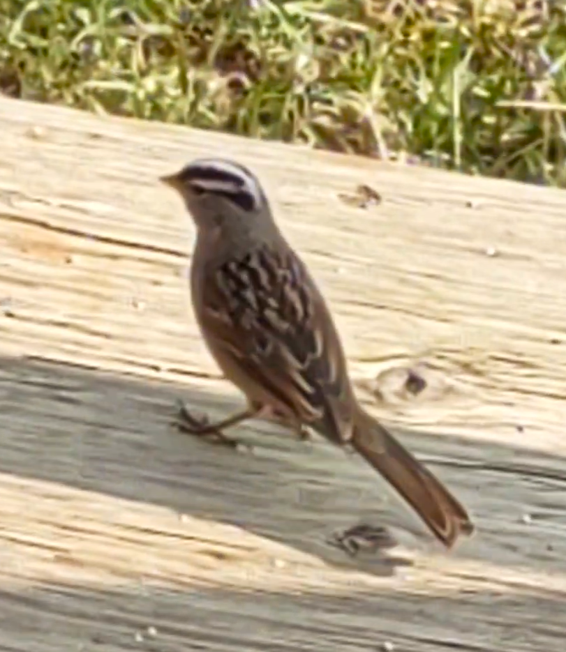 White-crowned Sparrow - Laureen Gilbrook