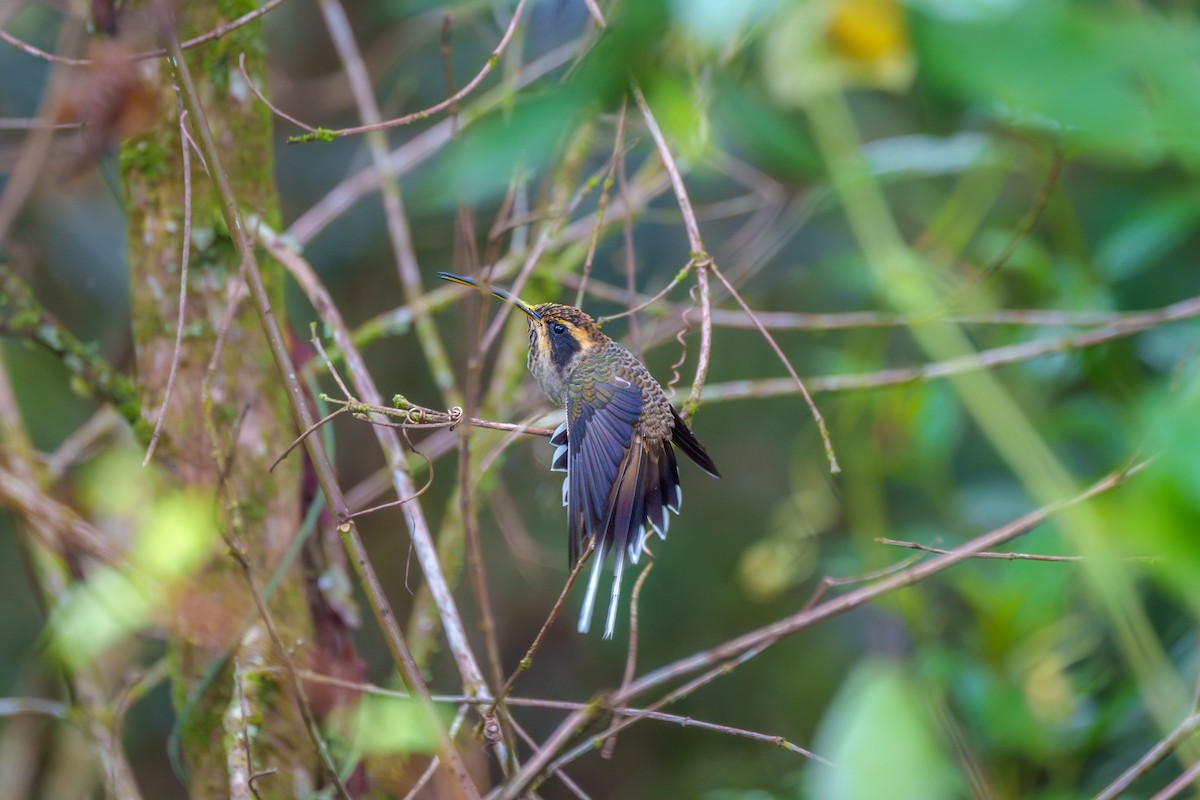 Scale-throated Hermit - Aldrey Cruz