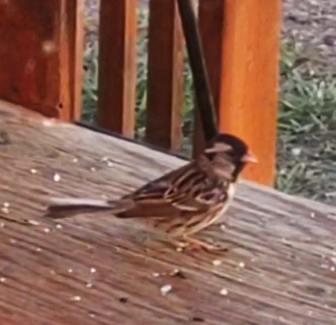Harris's Sparrow - Laureen Gilbrook
