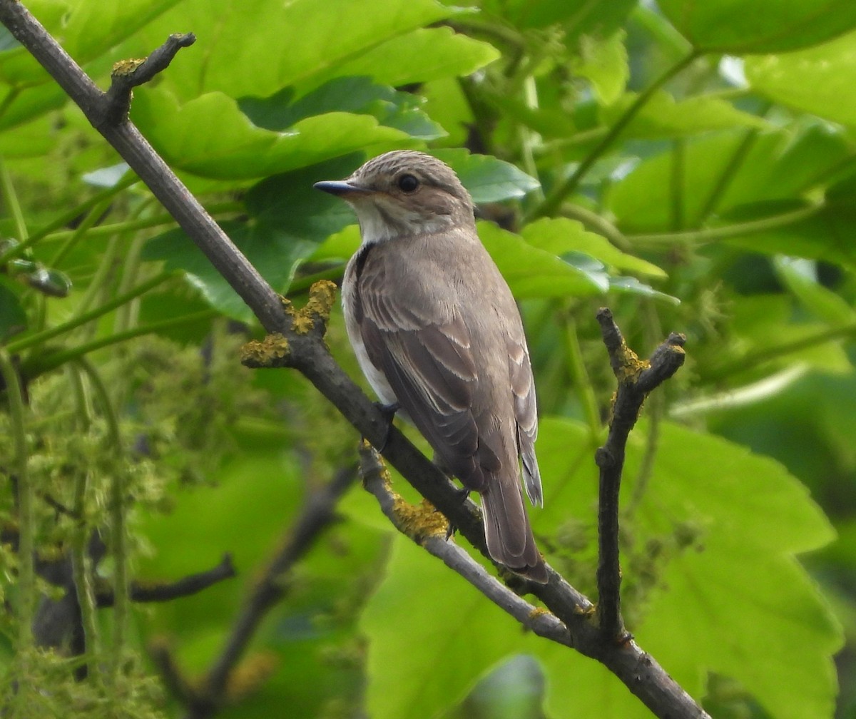 Spotted Flycatcher - ML619347135