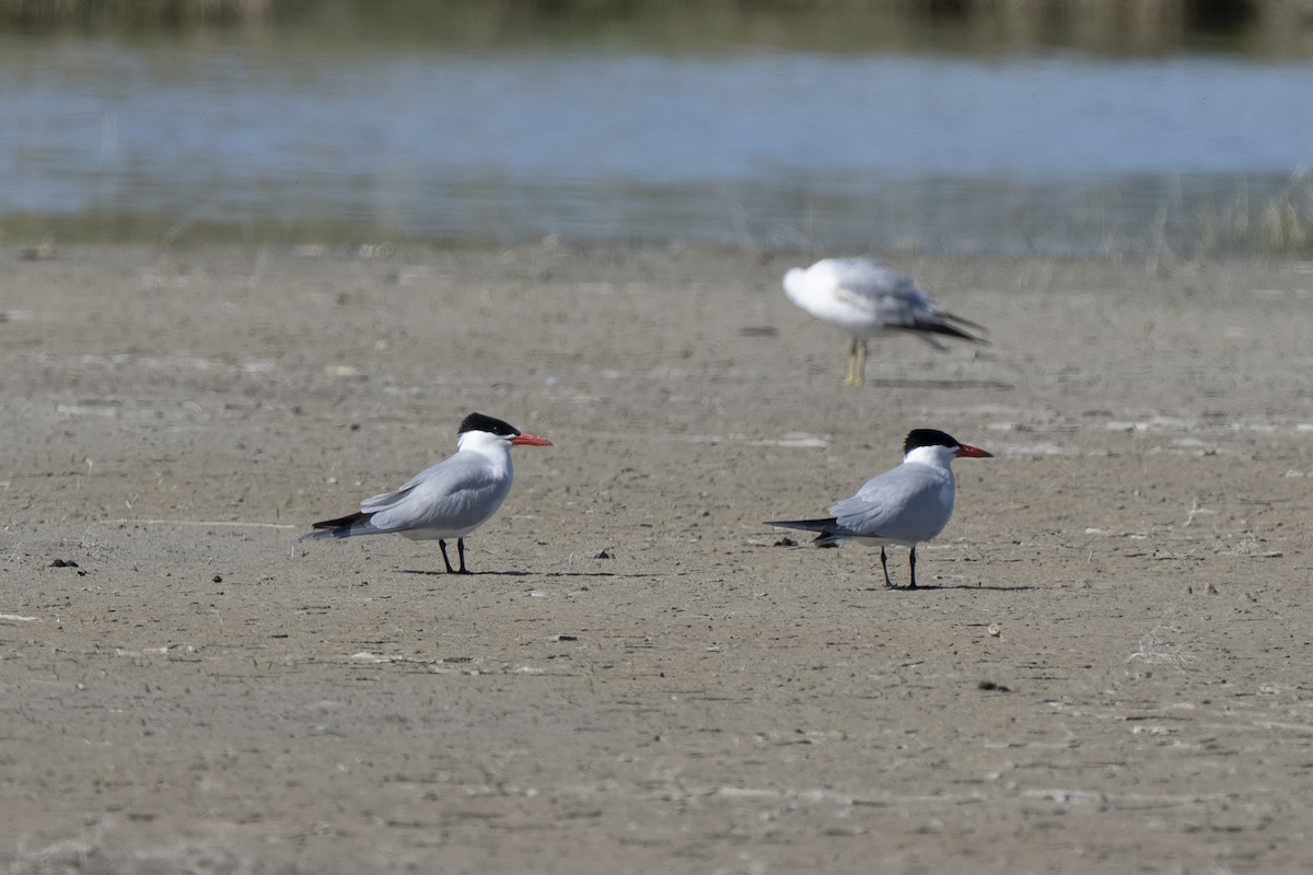 Caspian Tern - Steven Hunter