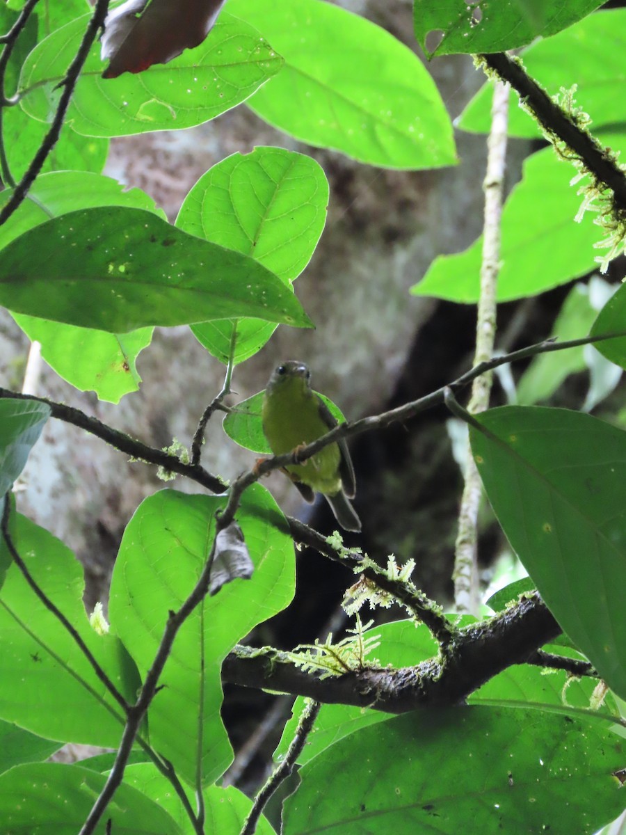 Golden-crowned Warbler - Randy Lynch