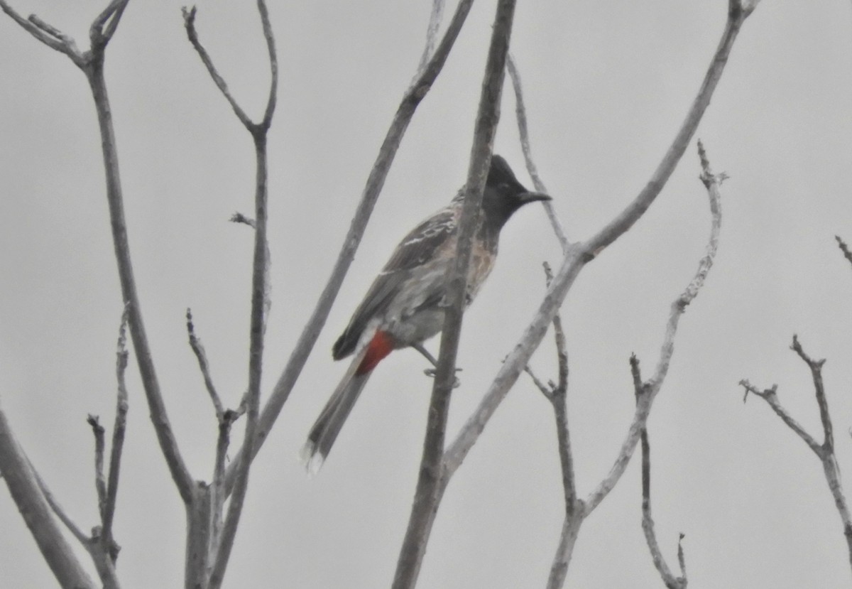 Red-vented Bulbul - Manju Sinha