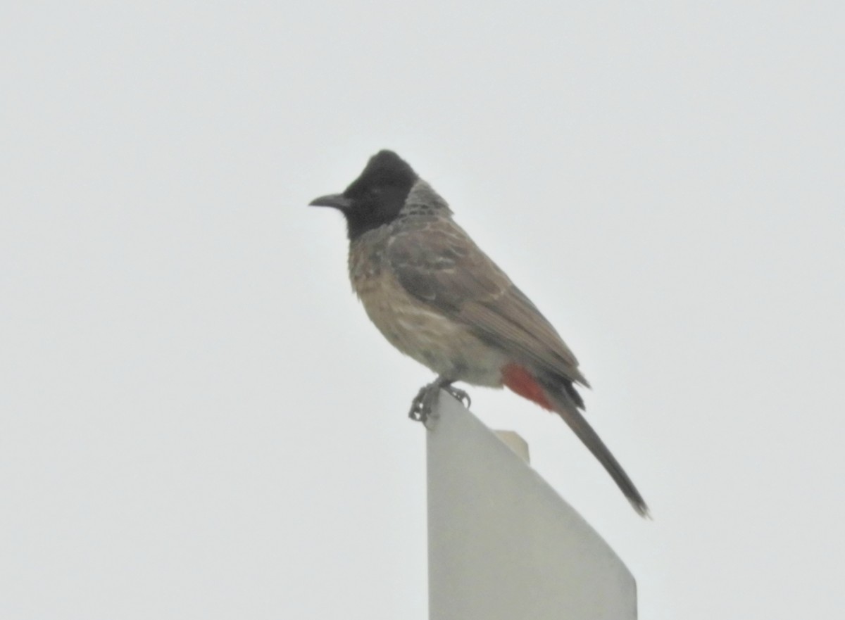 Red-vented Bulbul - Manju Sinha