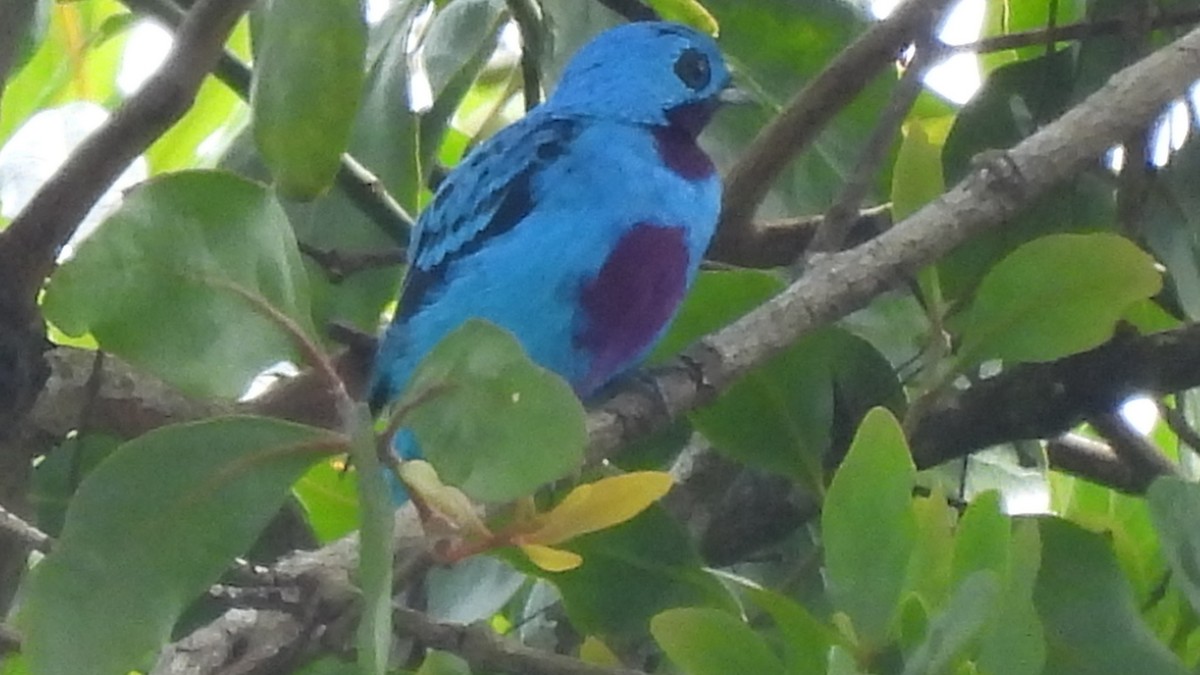 Turquoise Cotinga - Karen Evans