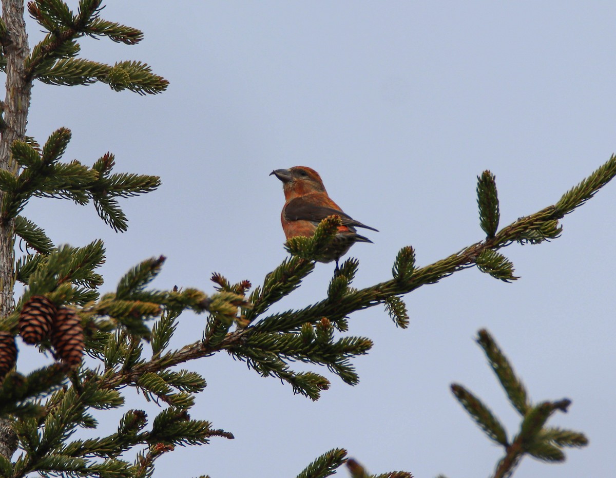 Red Crossbill - Zachary Holderby