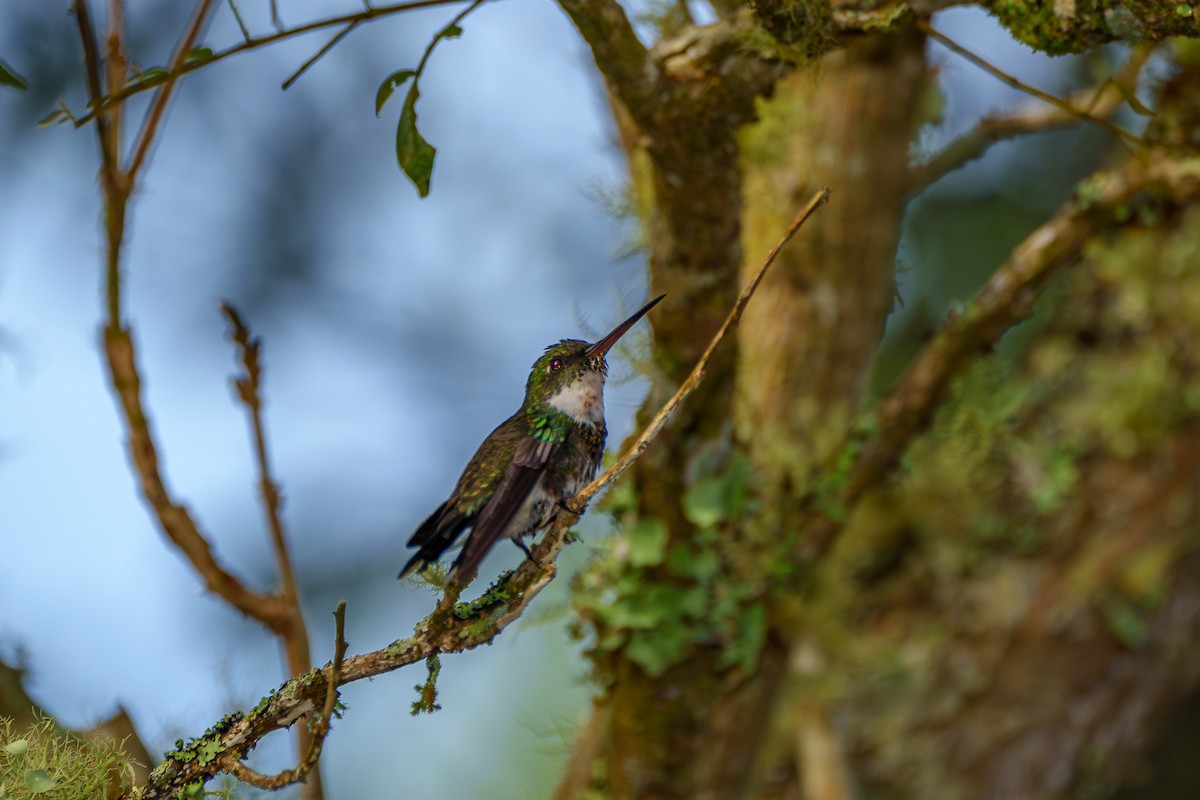 White-throated Hummingbird - ML619347213