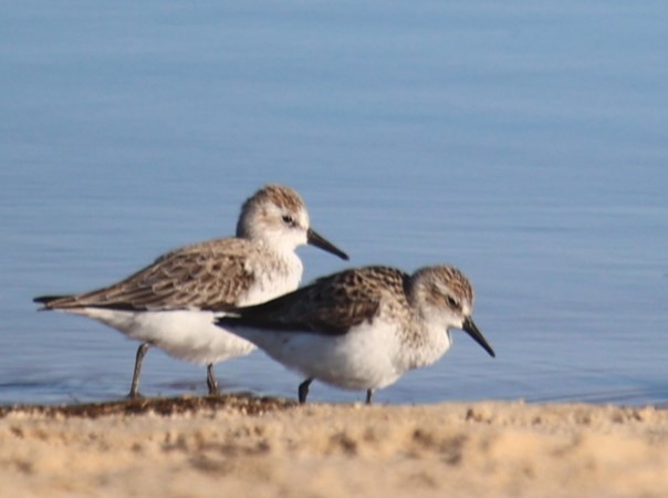 Semipalmated Sandpiper - Lawrence Gardella