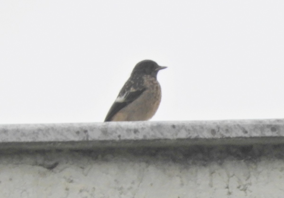 Pied Bushchat - Manju Sinha