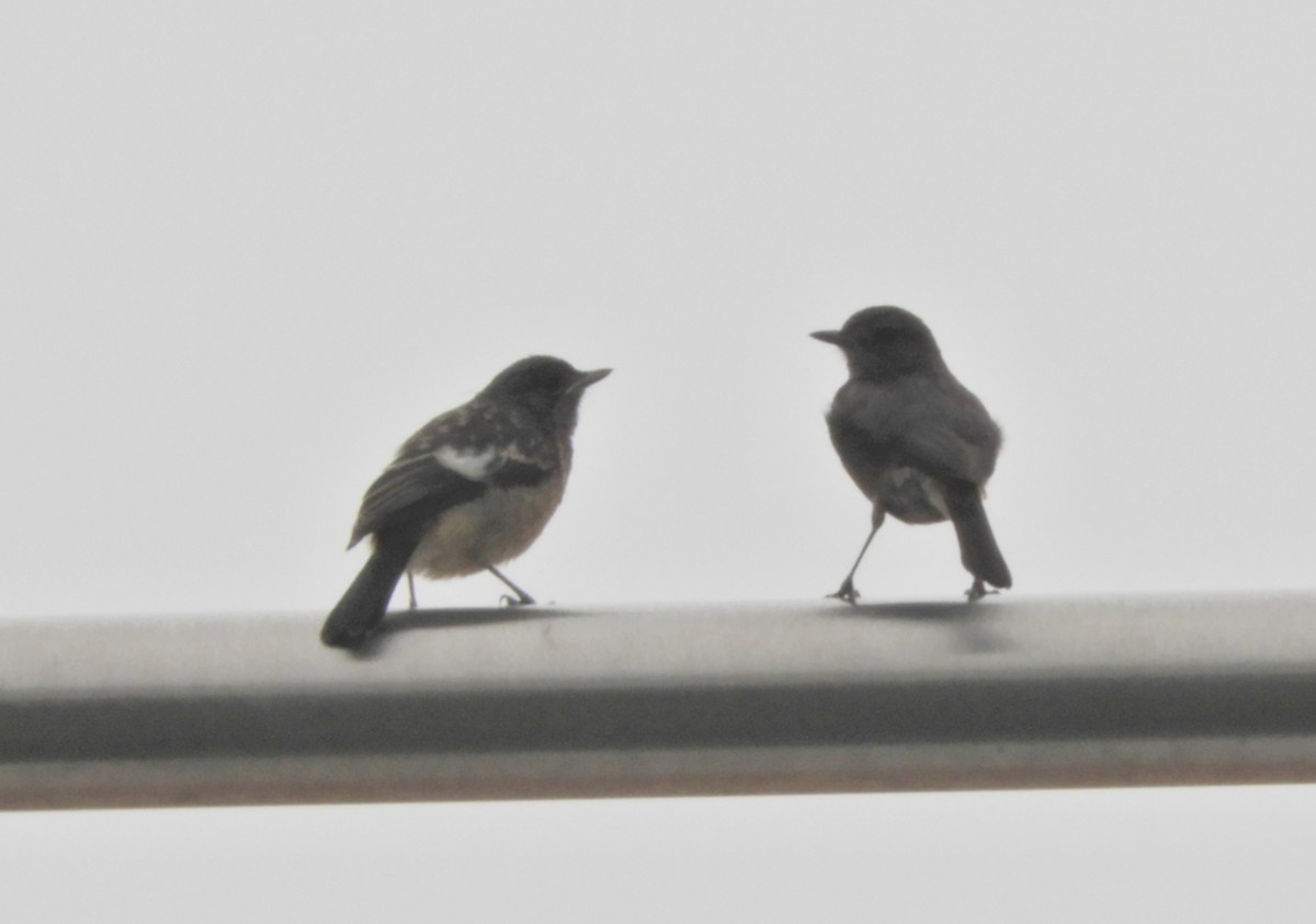 Pied Bushchat - Manju Sinha