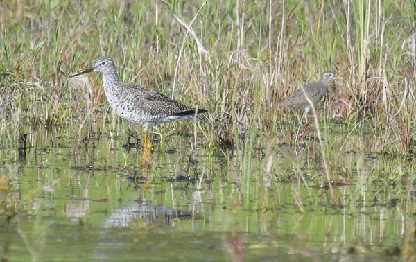 Greater Yellowlegs - Margaret Poethig