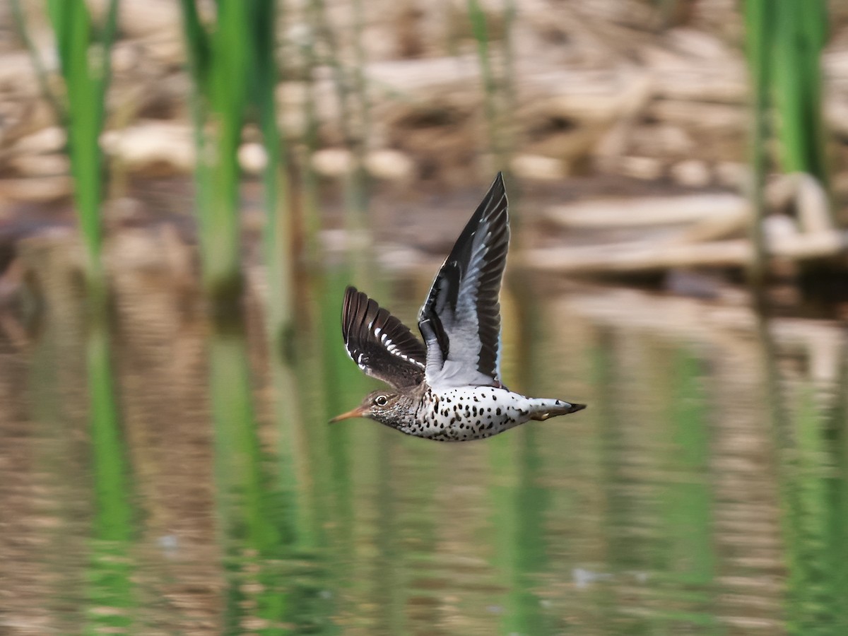 Spotted Sandpiper - Gavin Edmondstone