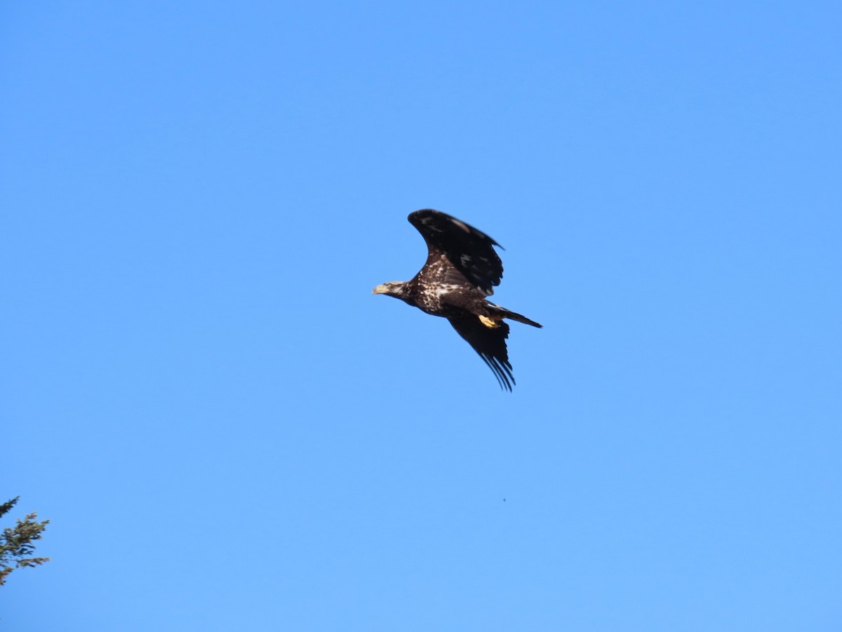 Bald Eagle - Daniel Peter Siminski