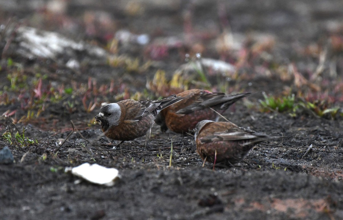 Gray-crowned Rosy-Finch (Hepburn's) - Neill Vanhinsberg