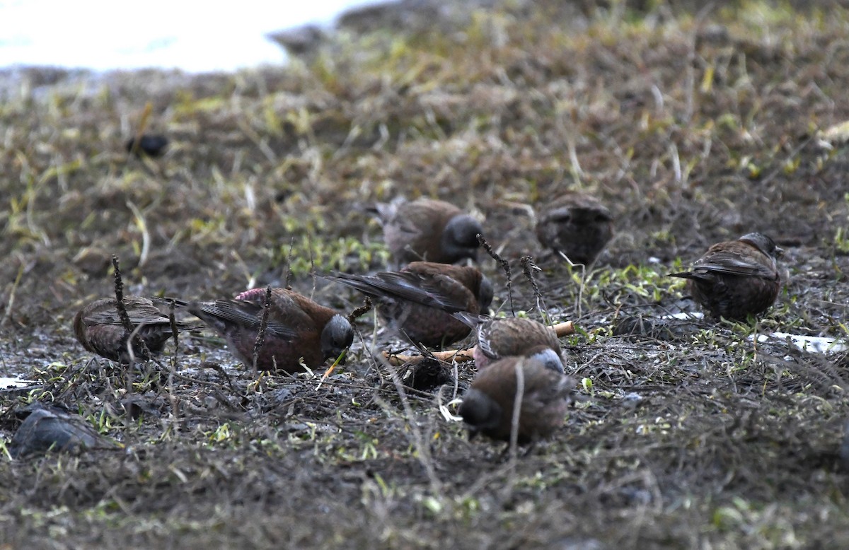 Gray-crowned Rosy-Finch (Hepburn's) - Neill Vanhinsberg