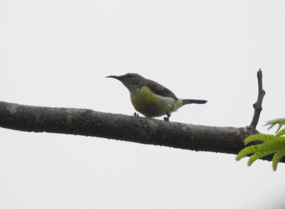 Purple-rumped Sunbird - Manju Sinha