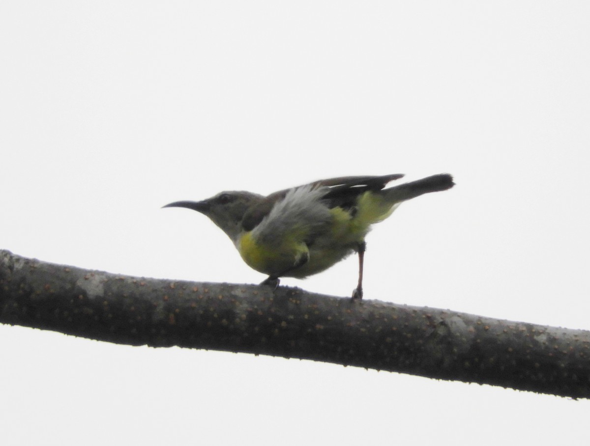 Purple-rumped Sunbird - Manju Sinha