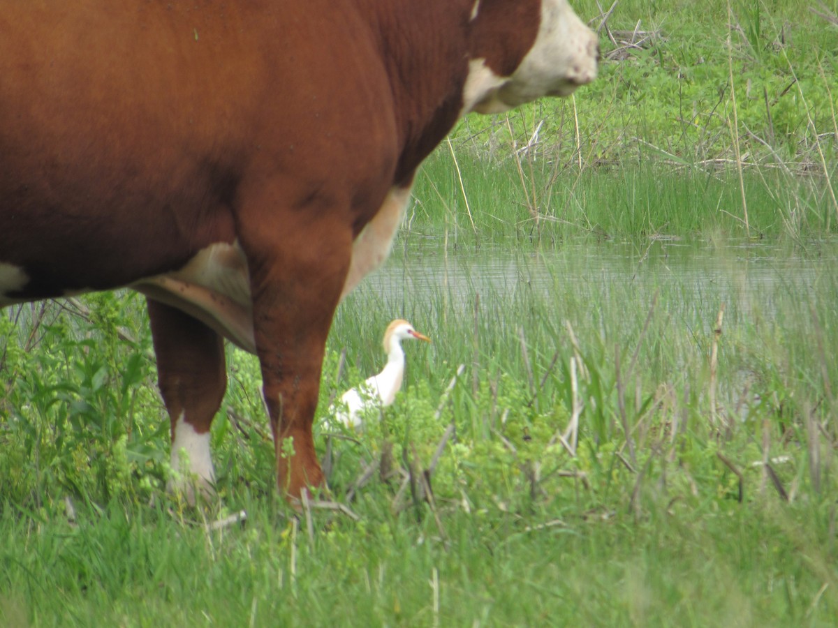 Western Cattle Egret - ML619347291