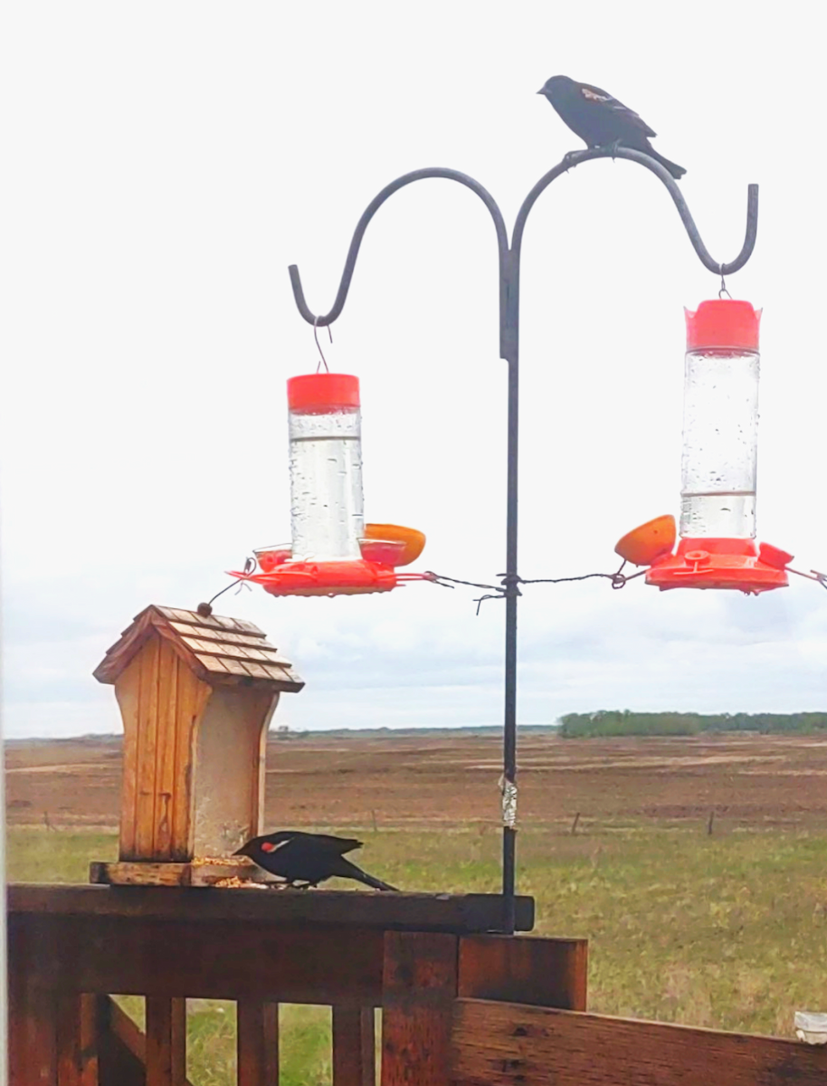 Red-winged Blackbird - ML619347297